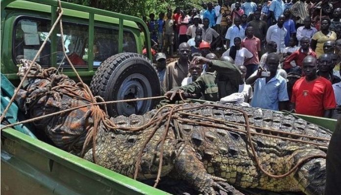 When Osama, the crocodile, ate 83 people in Uganda