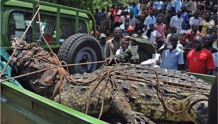 ‘Osama’ the crocodile from Uganda ate over 80 people prior to its capture in 2005: Read what happened