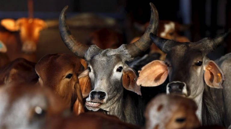 Gujarat: Cow smugglers kill VHP Gaurakshak Hardik Kansara, nephew of district BJP president, 10 arrested