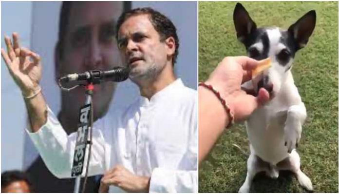 Assam CM Himanta Biswa Sarma remembers 'that famous meeting' with Rahul Gandhi and his dog