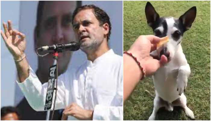‘Congress leaders ate biscuits from same plate as Rahul Gandhi’s pet dog’: Assam CM thanks RaGa while recollecting that ‘famous meeting’