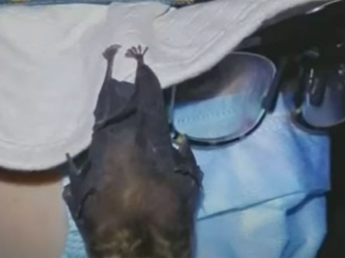 Bat on Hat