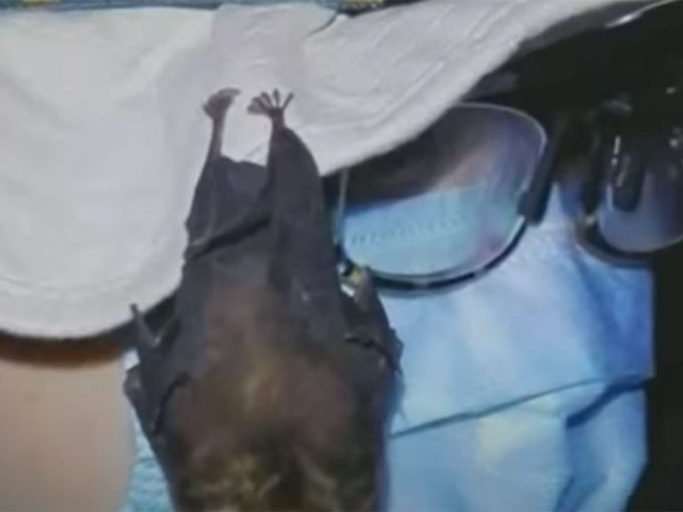 Video evidence shows there were live bats in Wuhan lab, DRASTIC exposes Peter Daszak again