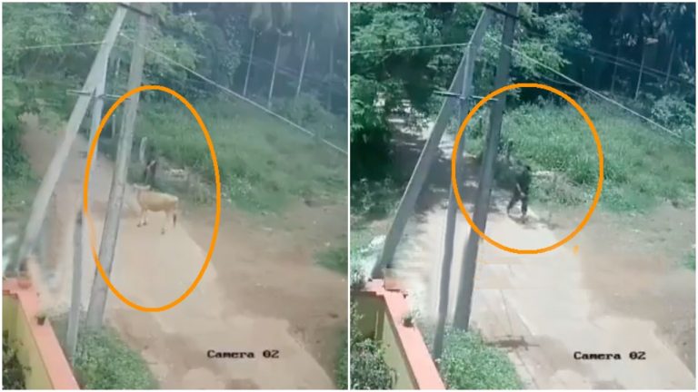 Karnataka: Ibrahim steals cow from his Hindu neighbour’s house, slaughters and sells the meat at local market