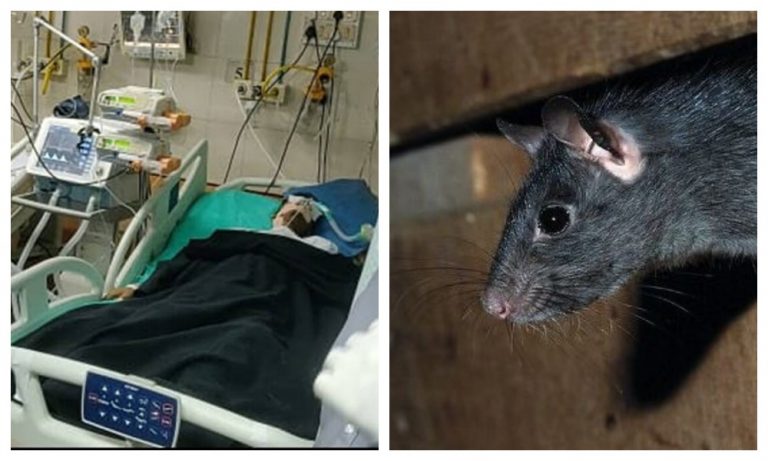 Maharashtra: ICU patient bitten by rat in BMC run hospital in Mumbai dies