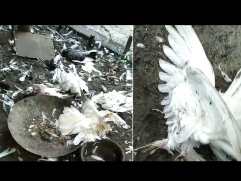 Communist goons butcher 25 pet-pigeons of 11-year-old boy in Kerala because his family had cooperated with Sewa Bharati