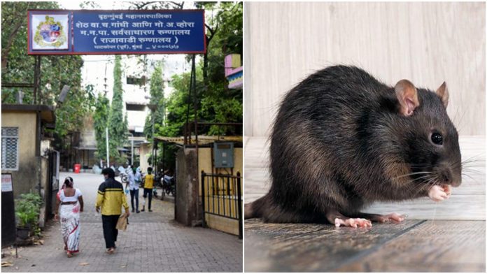 Unconscious patient in ICU bitten by rats in Mumbai hospital