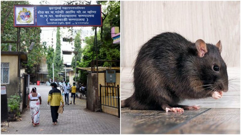 Unconscious Patient in ICU bitten by rats at BMC-run hospital, authorities say ‘injuries are superficial’