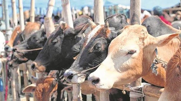 J&K admin takes a turn u-turn oncow slaughter ban in the state