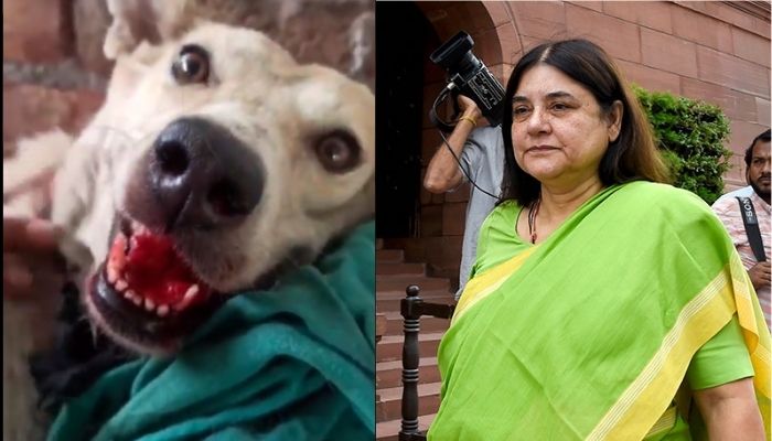 Maneka Gandhi To Shut Sgacc After Incident Of Animal Cruelty