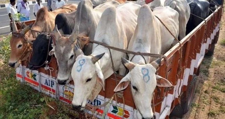Odisha: Activists trying to stop cattle smuggling truck get arrested by police, say policemen working with smugglers