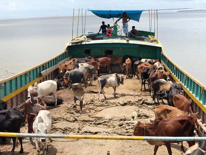 Rohingyas in Bangladesh provided 200 cows to sacrifice on Eid, express gratitude to govt