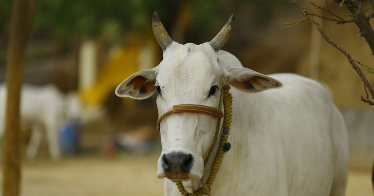 Cow thief Ahamuddin travelled across India to steal cows and sell them to slaughterhouses. Details