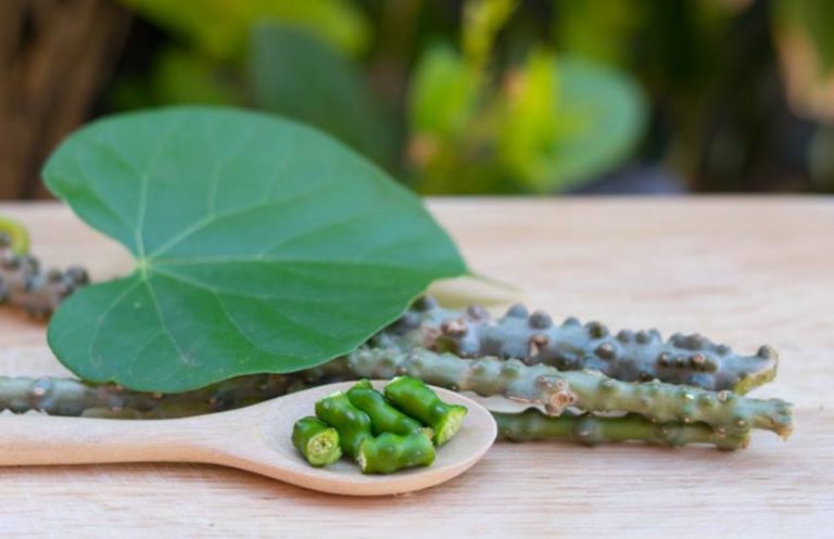 AYUSH Ministry rubbishes study that linked Ayurvedic herb Giloy to liver damage, says patients may have consumed a different herb