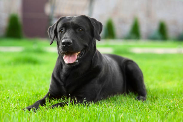 Dog beaten to death for animosity with owners