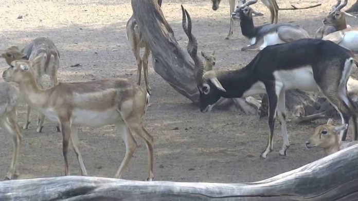 More than 100 black bucks died in Delhi zoo in last 2 years: RTI