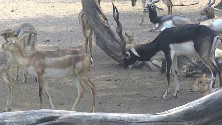 456 animals died in Delhi Zoo in 3 years, including over 100 blackbucks, for reasons including cannibalism, shock: Details of RTI