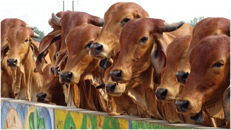 Jammu and Kashmir administration bans illegal slaughtering of cows, camels on Eid-ul-Adha