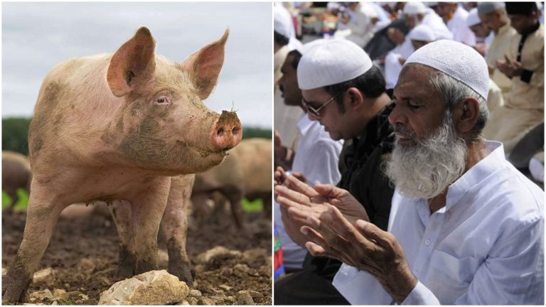 Tamil Nadu: Muslims object to Hindus sacrificing pigs on their festival, says it creates unhygienic environment and pollutes the area