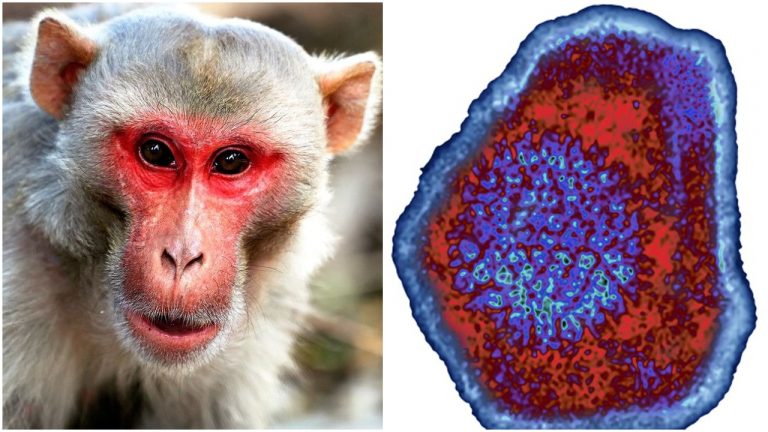 China reports the first fatality due to Monkey B Virus, veterinary doctor was first to get infected while working on primates