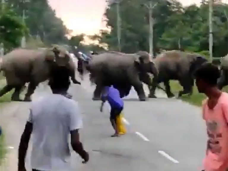 Assam: Man crushed by an elephant after crowd teases a herd of elephants, video goes viral