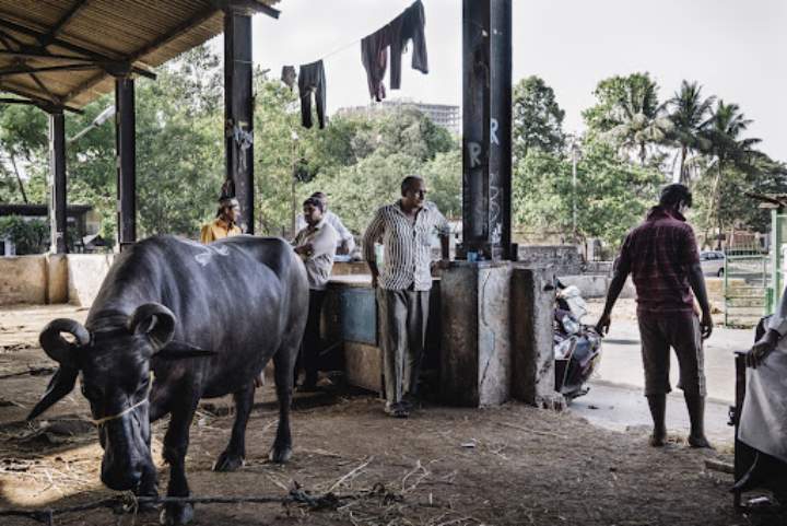 300 buffaloes to be slaughtered for Bakra Eid at Mumbai’s Deonar abattoir every day for 3 days, Maha govt informs HC