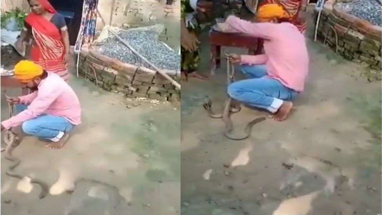 Watch: Bihar man puts tilak and ties Rakhi to two cobras, dies after getting bitten by one of them