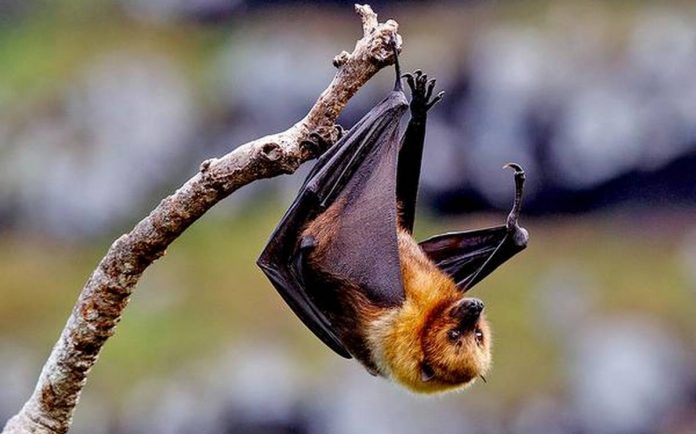 Karnataka: Men caught carrying carcasses of fruit bats killed for meat