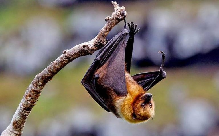 Karnataka: Men caught ferrying 25 fruit bat carcasses, were taking to sell for meat