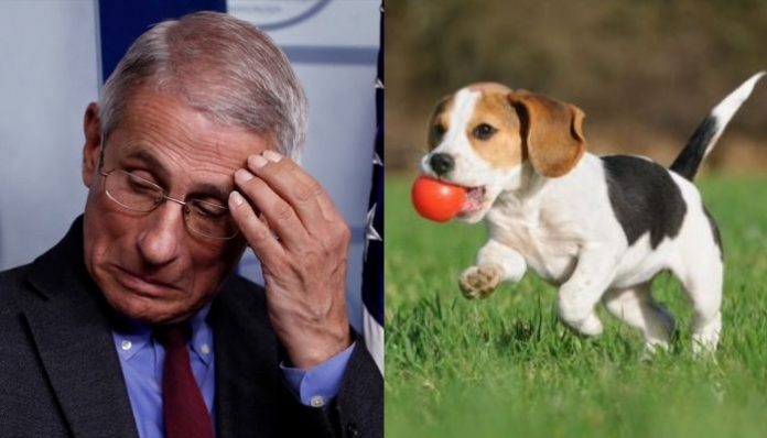 US: Anthony Fauci under fire for spening $4,00,000 for funding 'cruel' experiments on dogs, univesity defends him. Here is what happened
