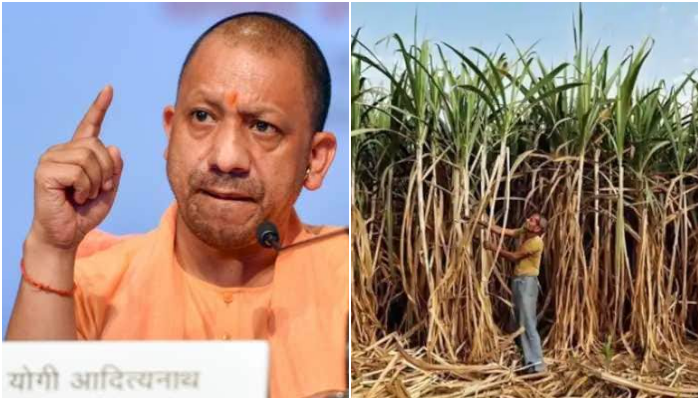 Uttar Pradesh govt clears 75% sugarcane dues, pays over Rs.26,000 crores to farmers: Report