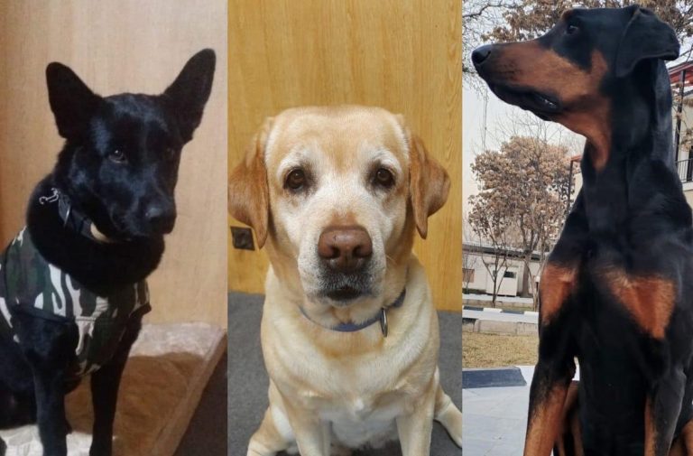 Leave no man behind: Ruby, Maya and Bobby, the ITBP dogs that secured Indian Embassy in Afghanistan return home safely