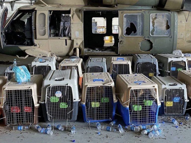 USA leaves behind 51 contract working dogs in Kabul, military veterans trying to raise funds for their evacuation