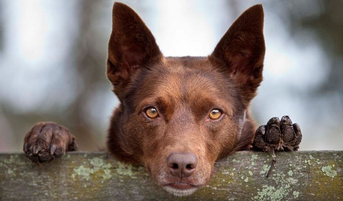 Australia: Dogs shot dead to prevent volunteers from traveling to rescue them during Covid restrictions