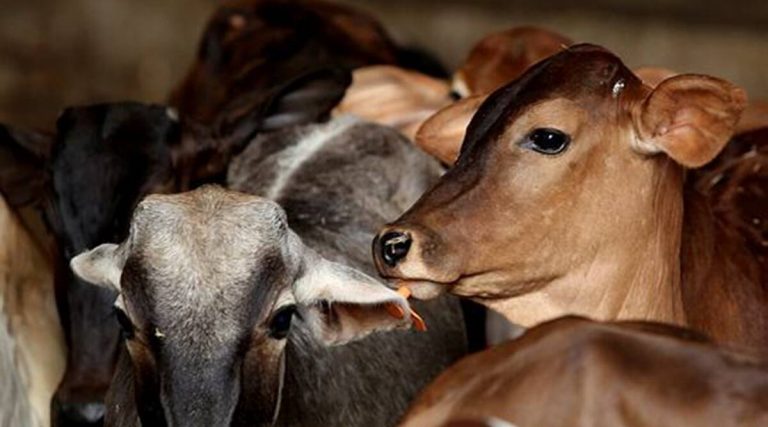 4 cops including two sub-inspectors suspended for trying to protect a cow slaughter accused in Uttar Pradesh