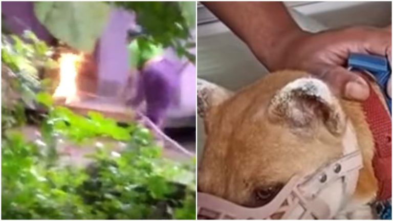 Shocking video shows Kerala woman setting a dog and her seven puppies on fire