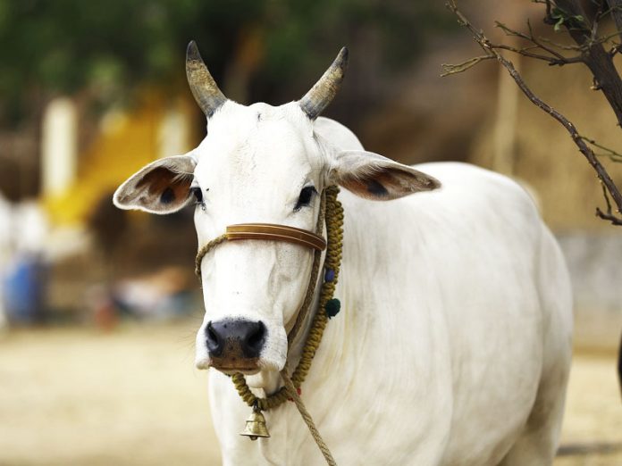 Desi Cow