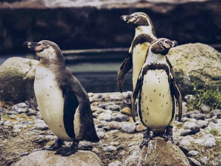 Aaditya Thackeray, the penguins at Mumbai zoo and the controversy surrounding them: Here is all you need to know
