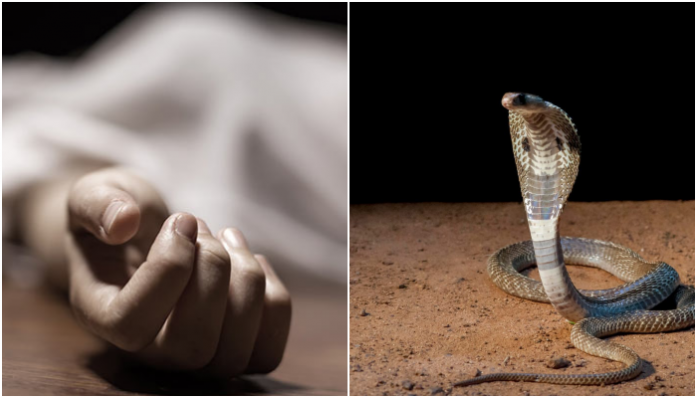 Kerala: Man convicted for killing wife by using a cobra