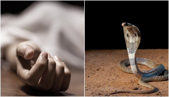 How to prove a crime when murder weapon is a snake? Here is how SIT nailed Kerala man who killed his wife with a cobra