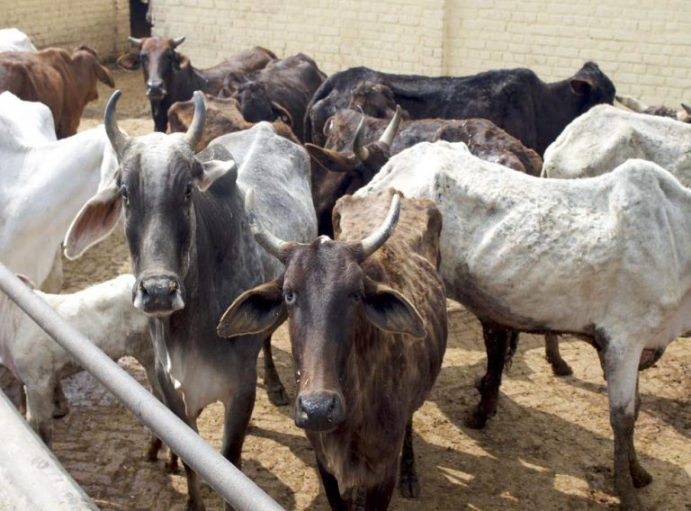 Uttar Pradesh: Police arrests man for killing 58 cows with poison after he was fired from job