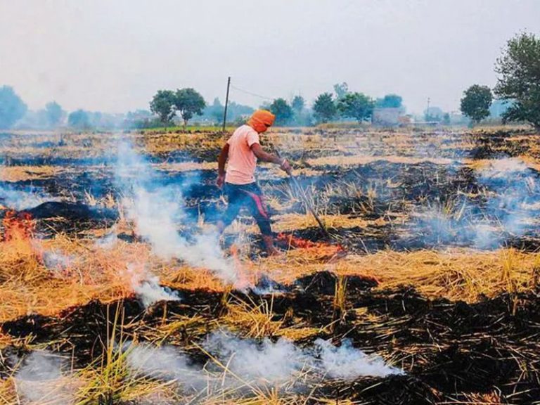 Punjab: AAP government’s claims of controlling stubble burning fall flat, farmers start burning farm residue ahead of Diwali