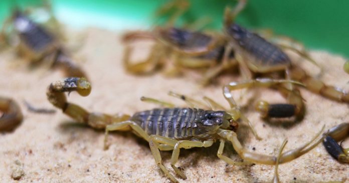 Egypt: Thunderstorms cause scorpions to flood into streets and homes