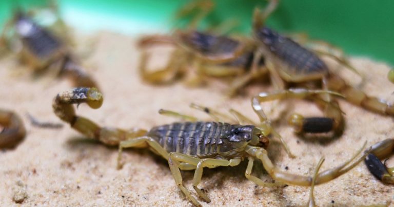 Egypt: Heavy thunderstorms bring deadly scorpions, 500 persons stung, 3 dead