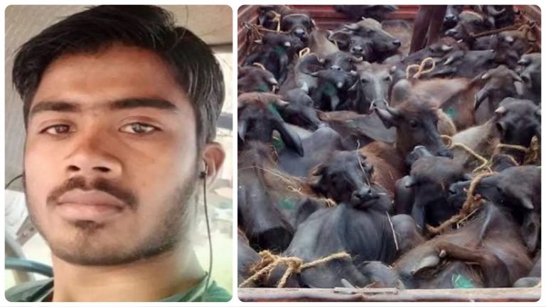 Beef mafia in Uttar Pradesh: Man shot dead by cattle smugglers for resisting theft of his buffaloes
