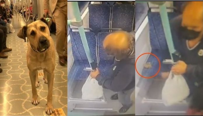 Pooping on train: How a dog 'Boji' was framed for politics in Turkey?
