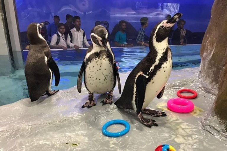 Mumbai: BMC okays Rs 15 crore tender to upkeep penguins brought in by Aaditya Thackeray