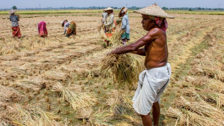 Has Haryana govt ‘banned’ procurement of paddy in 12 districts because it is ‘conspiring’ against farmers? How Congress misled
