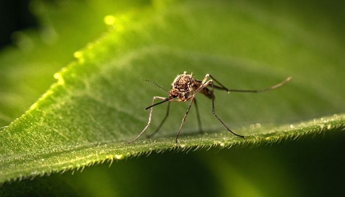 Dengue outbreak: Union Health Ministry rushes central teams to nine states and UTs, including Kerala and Delhi