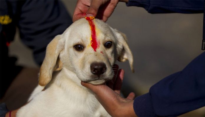 Kukur Tihar